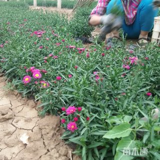 高度20厘米荷兰菊