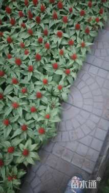 绿化草花种子