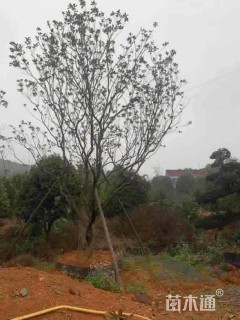 30公分丛生香泡