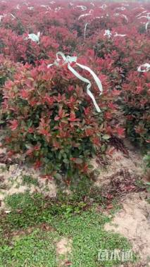 冠幅120厘米红叶石楠球