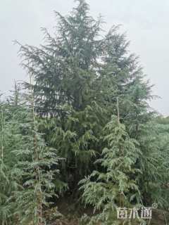 高度900厘米雪松