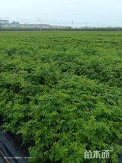 高度20厘米四季玫瑰