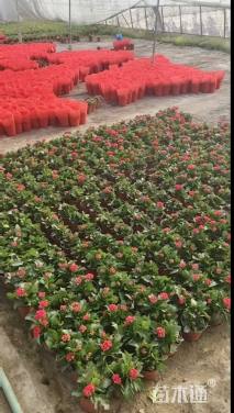 高度15厘米长寿花