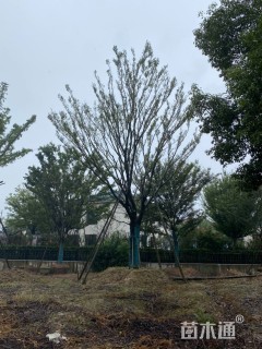 70公分朴树
