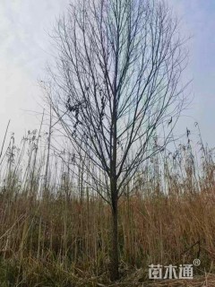 15公分杨柳