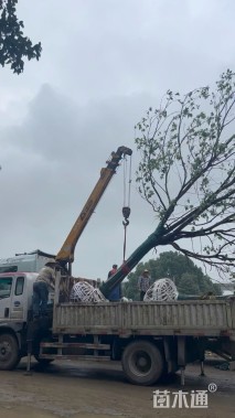 22公分香樟