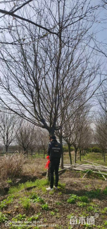 10公分高杆樱花