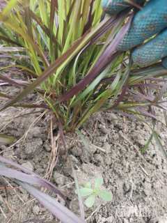 高度45厘米紫叶狼尾草