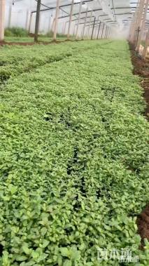 高度10厘米千屈菜