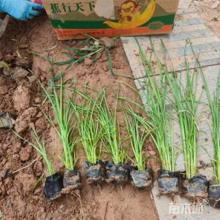 高度50厘米香蒲