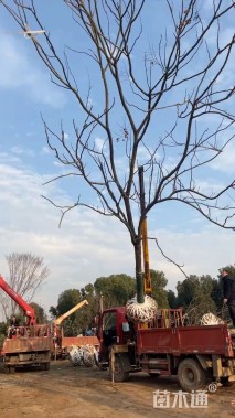 15公分黄山栾树