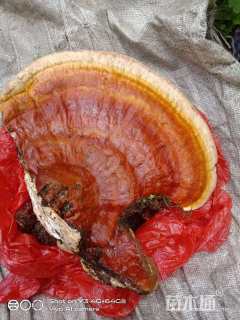 高度5厘米矮牵牛