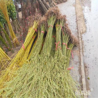 10公分垂柳