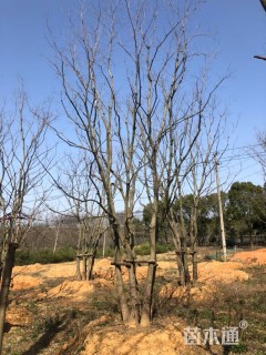 13公分(5杆)丛生乌桕