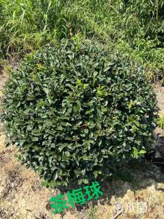 冠幅80厘米茶梅球
