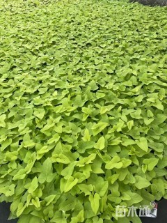 高度30厘米金叶甘薯