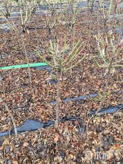 高度70厘米棒棒糖月季