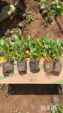 高度15厘米宿根福禄考