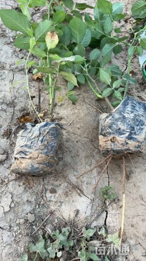 高度40厘米大花月季