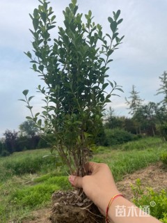 冠幅20厘米小叶黄杨球