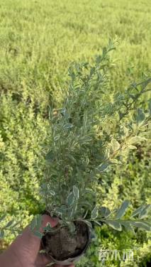 高度30厘米银姬小蜡