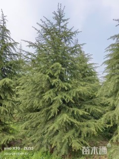 高度500厘米雪松