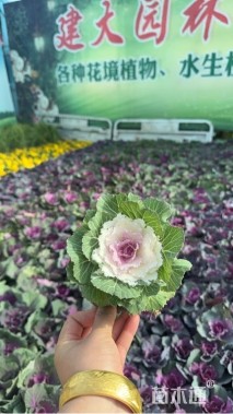 高度15厘米三色堇