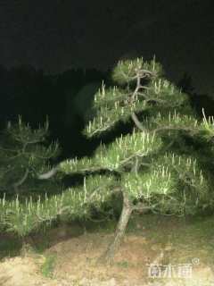 12公分造型黑松