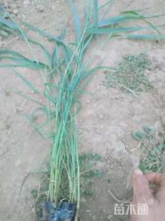 高度20厘米芦苇