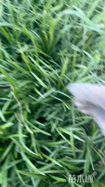 高度25厘米阔叶麦冬