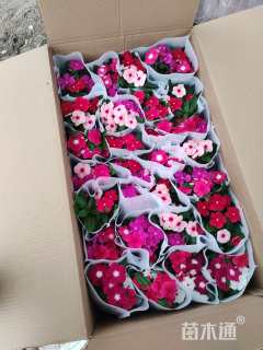 高度20厘米长春花