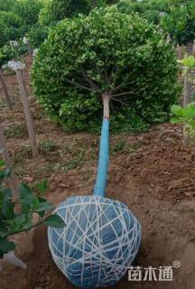 高度150厘米嫁接卫矛球