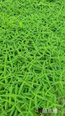 高度25厘米兰花