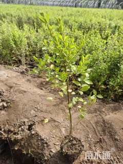 高度50厘米金叶女贞