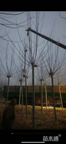 10公分法桐