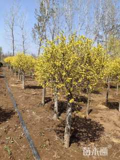 冠幅100厘米金叶榆球