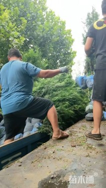 高度100厘米侧柏
