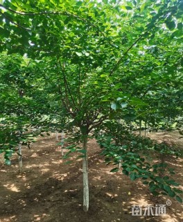 9公分染井吉野樱