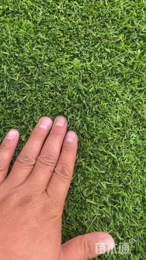 草卷状百慕大草