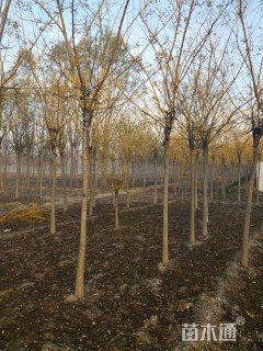 6公分高杆金枝槐