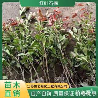 1公分红叶石楠