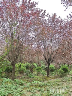 8公分紫叶李