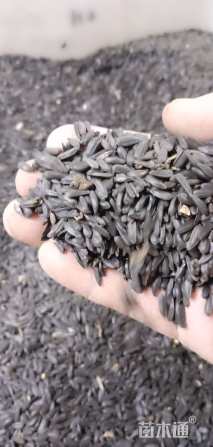 亦运林篆向日葵种子