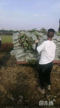 0.1公分红叶石楠