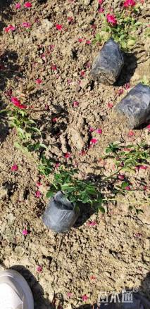 高度15厘米月季