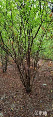 高度350厘米丛生花石榴