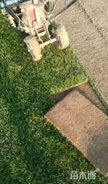 草块状果岭草