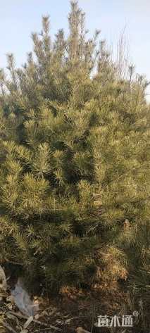 高度350厘米白皮松