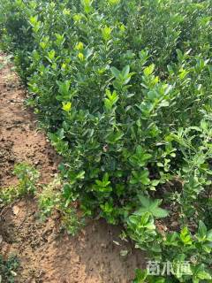 50厘米大叶黄杨小苗