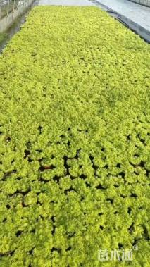 高度5厘米佛甲草